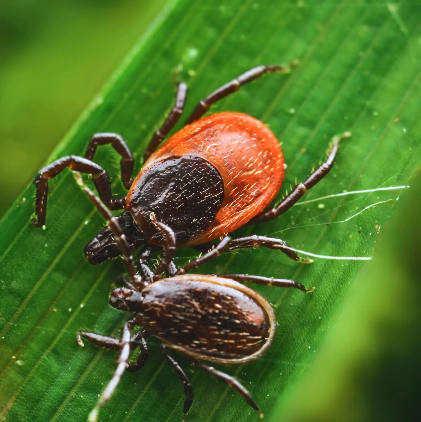 иксодовые клещи