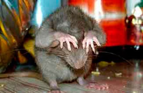 дератизация