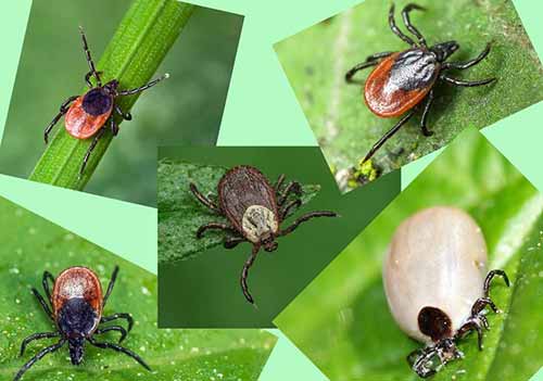 Иксодовые клещи Дезнаб клещи