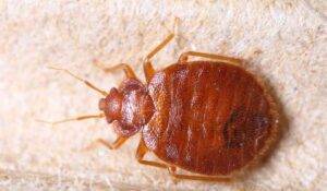 Як вивести клопів