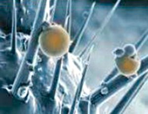 Мікрокапсули Деманд™