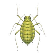 Уничтожение тли