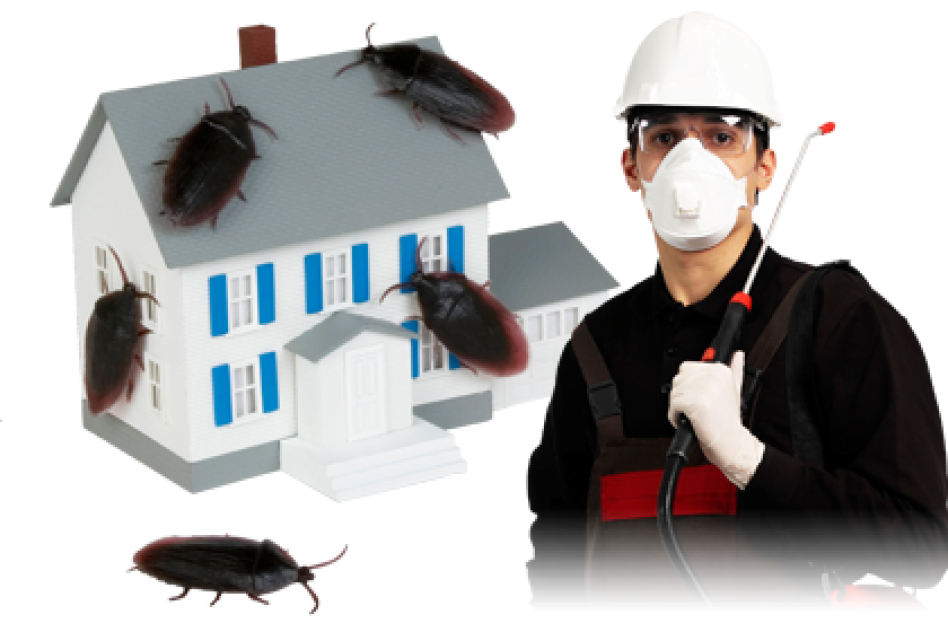 Знищення тарганів