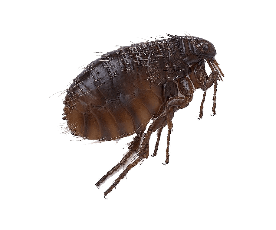 Обработка от блох Киев