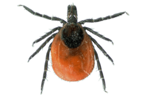 Обробка від кліщів Дніпро