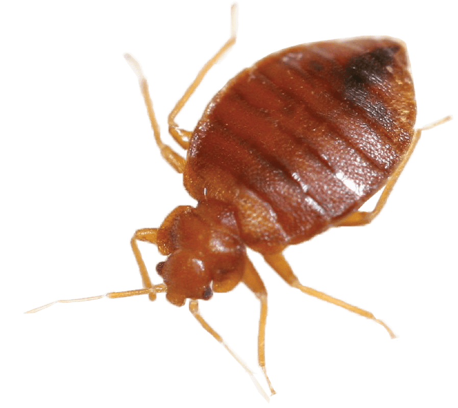 Уничтожение клопов Днепр