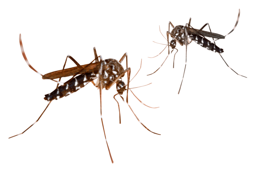 Обробка від комарів Київ