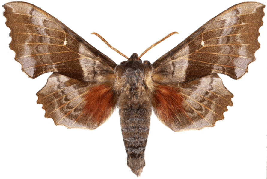 Уничтожение моли Киев