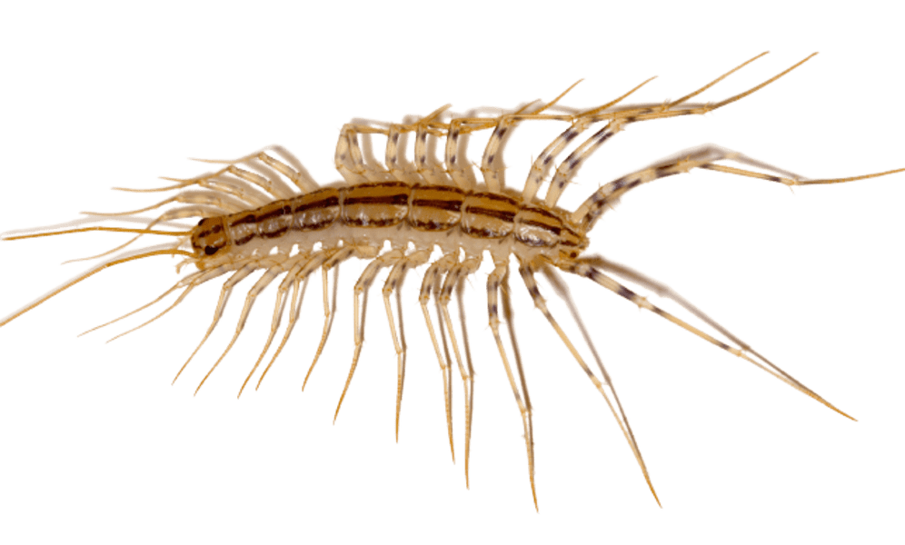 Уничтожение мухоловок Киев