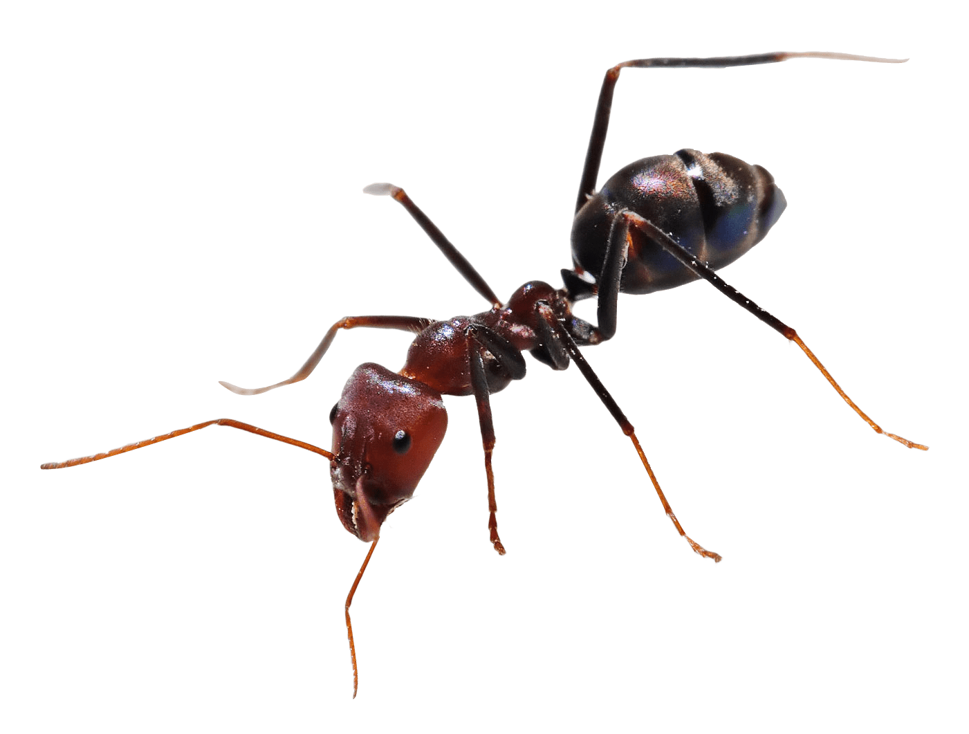 Избавиться от муравьев Днепр