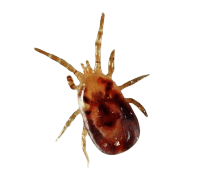 Знищення пташиного кліща Київ