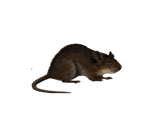 Борьба с крысами Запорожье