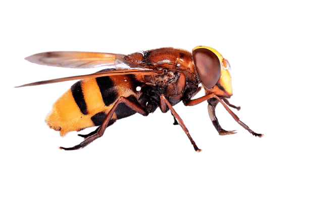 Боротьба з шершнями Дніпро