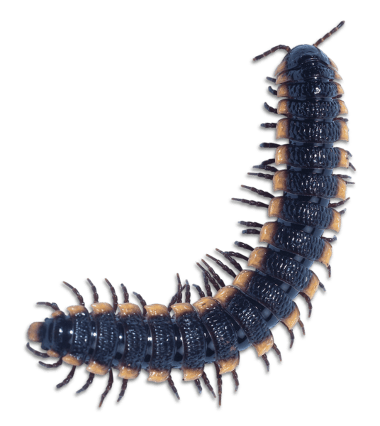 Уничтожение сколопендры Киев