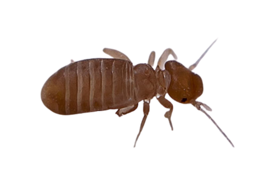 Знищення сіноїдів Київ