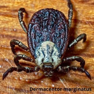 Иксодовые клещи Дезнаб IКСОДОВІ КЛІЩІ