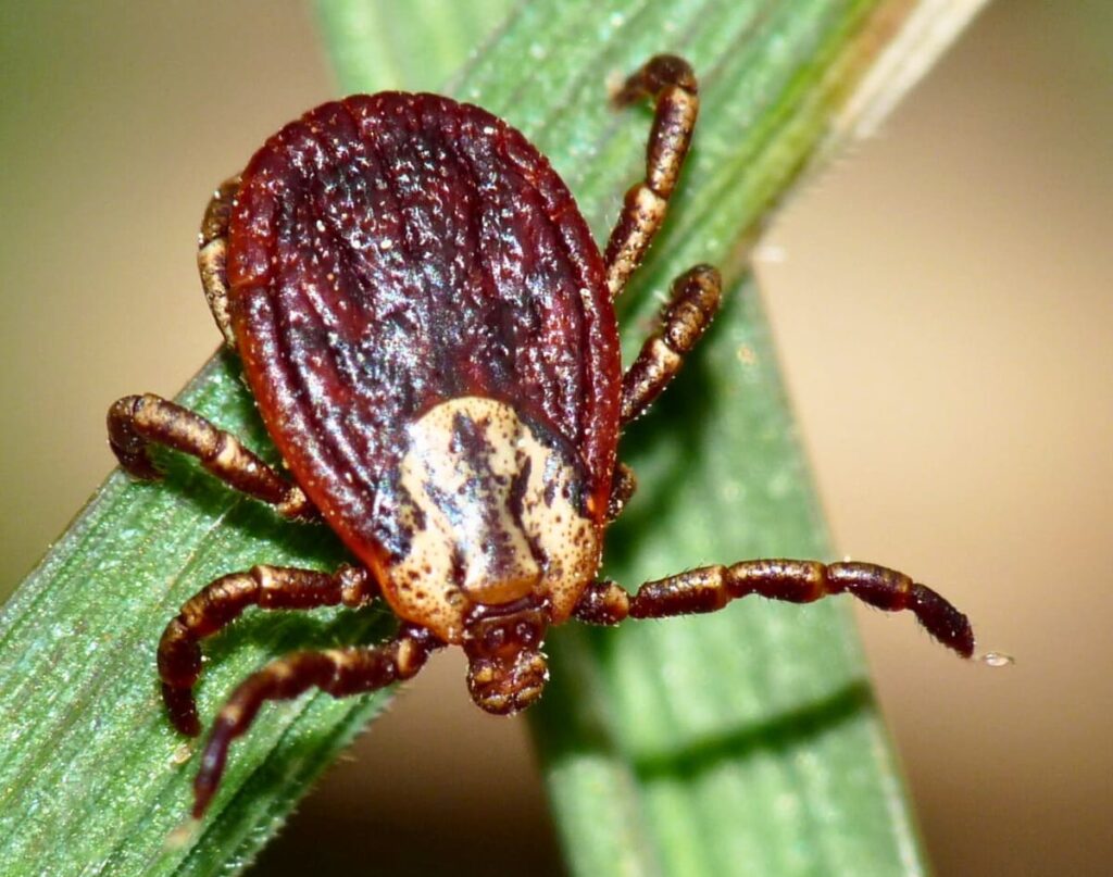 ИКСОДОВЫЕ КЛЕЩИ DERMACENTOR RETICULATUS