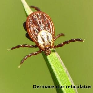 Иксодовые клещи Дезнаб IКСОДОВІ КЛІЩІ