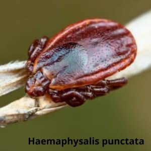 Иксодовые клещи Дезнаб IКСОДОВІ КЛІЩІ