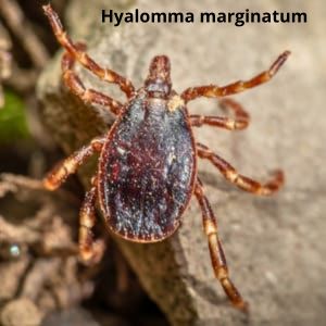 Иксодовые клещи Дезнаб IКСОДОВІ КЛІЩІ