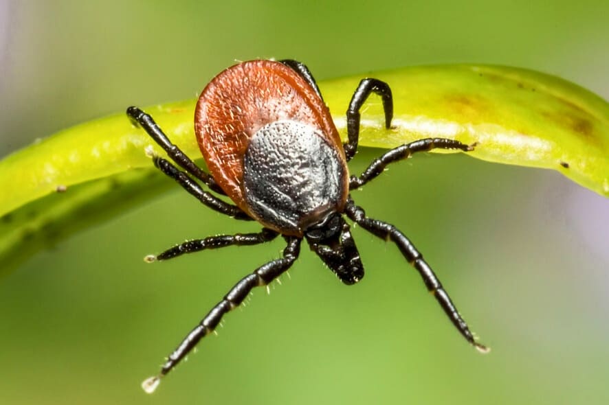 ИКСОДОВЫЕ КЛЕЩИ IXODES RICINUS