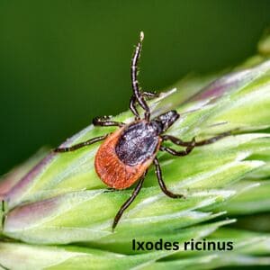 Иксодовые клещи Дезнаб Іксодовий кліщ