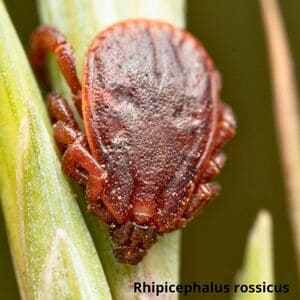 Иксодовые клещи Дезнаб IКСОДОВІ КЛІЩІ