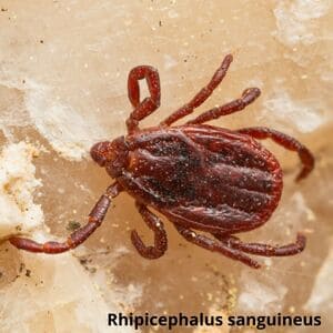 Иксодовые клещи Дезнаб IКСОДОВІ КЛІЩІ