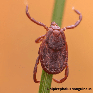 Иксодовые клещи Дезнаб IКСОДОВІ КЛІЩІ