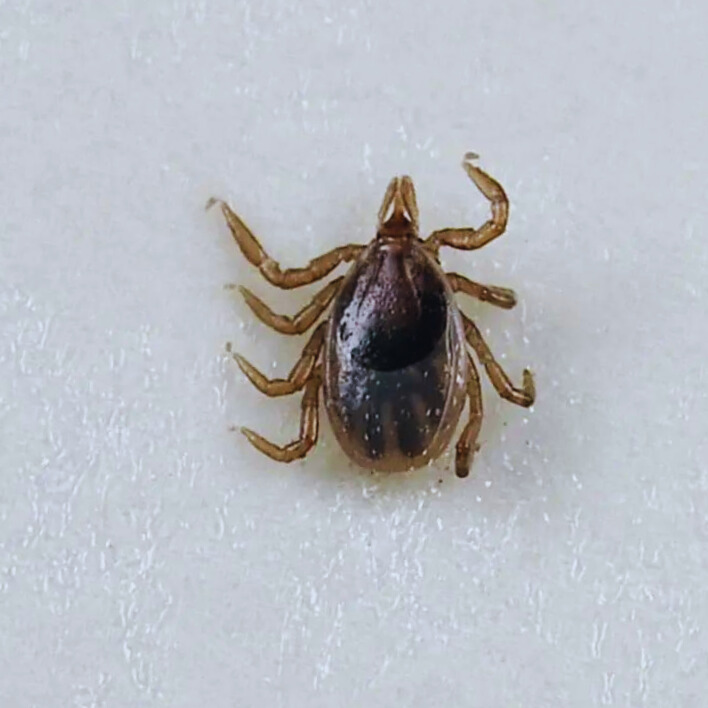 иксодовые клещи Нимфа