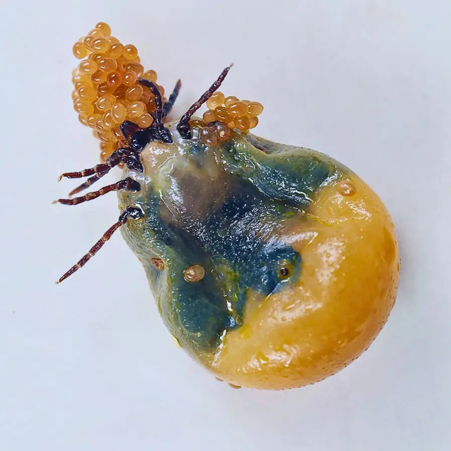 Иксодовые клещи Яйца