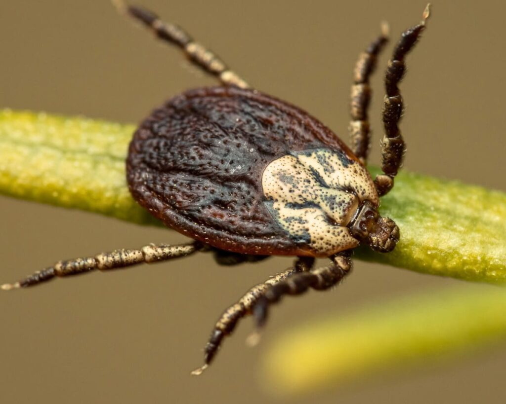 ИКСОДОВЫЕ КЛЕЩИ