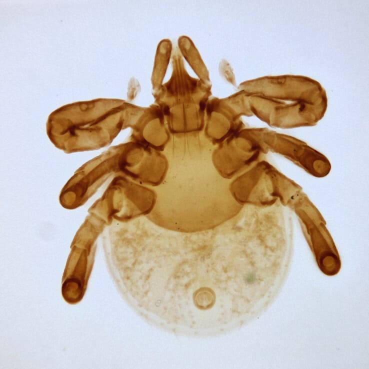 иксодовые клещи Личинки