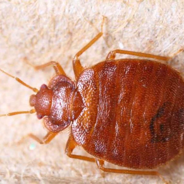 Как вывести клопов