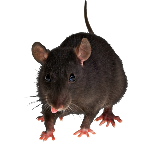 Вивести щурів